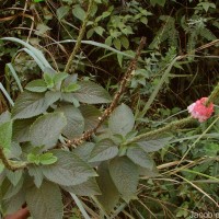 Stachytarpheta mutabilis (Jacq.) Vahl